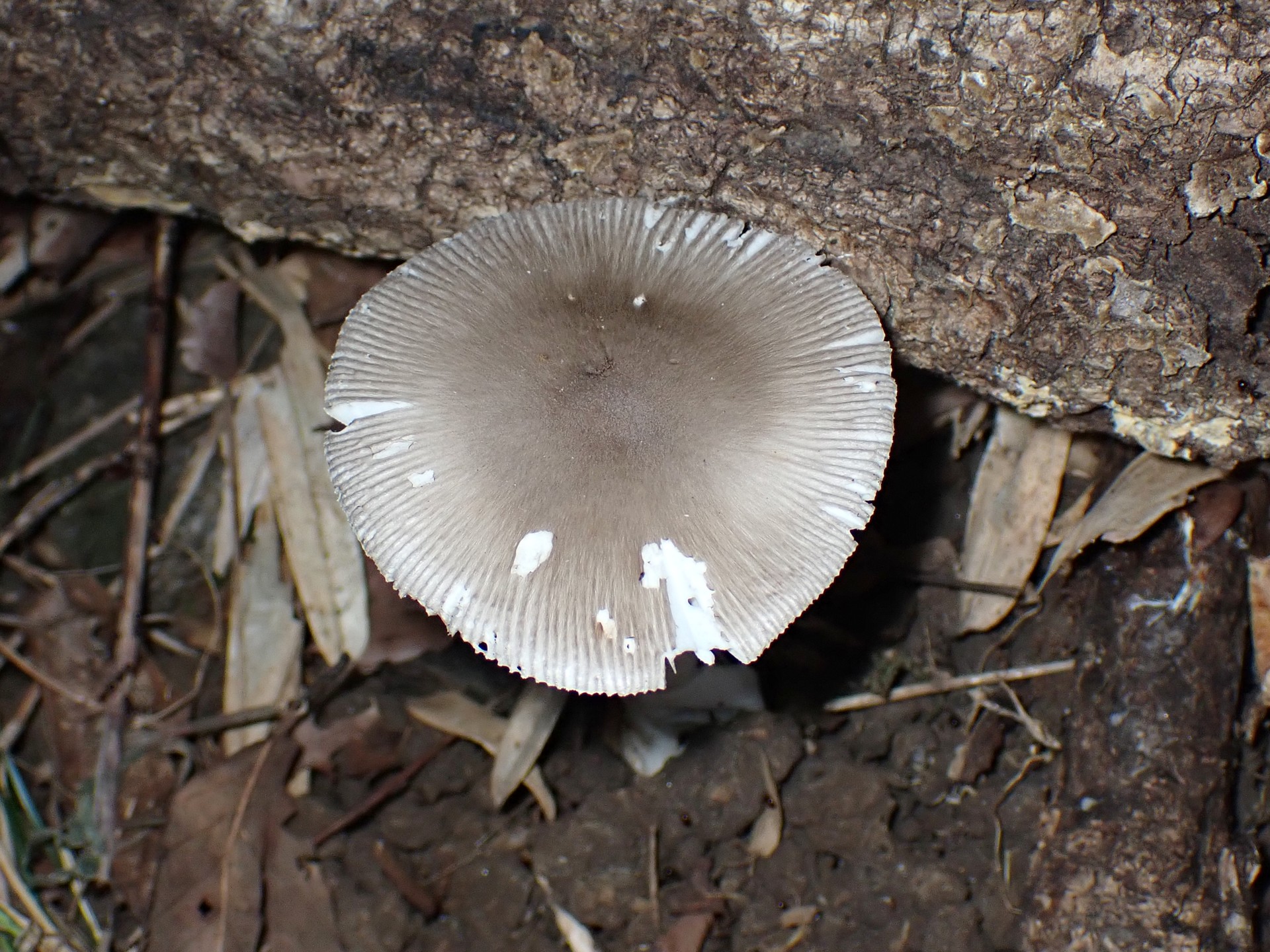 ツルタケ の高画質写真です。横浜市で、2025年7月26日に撮影したものです。