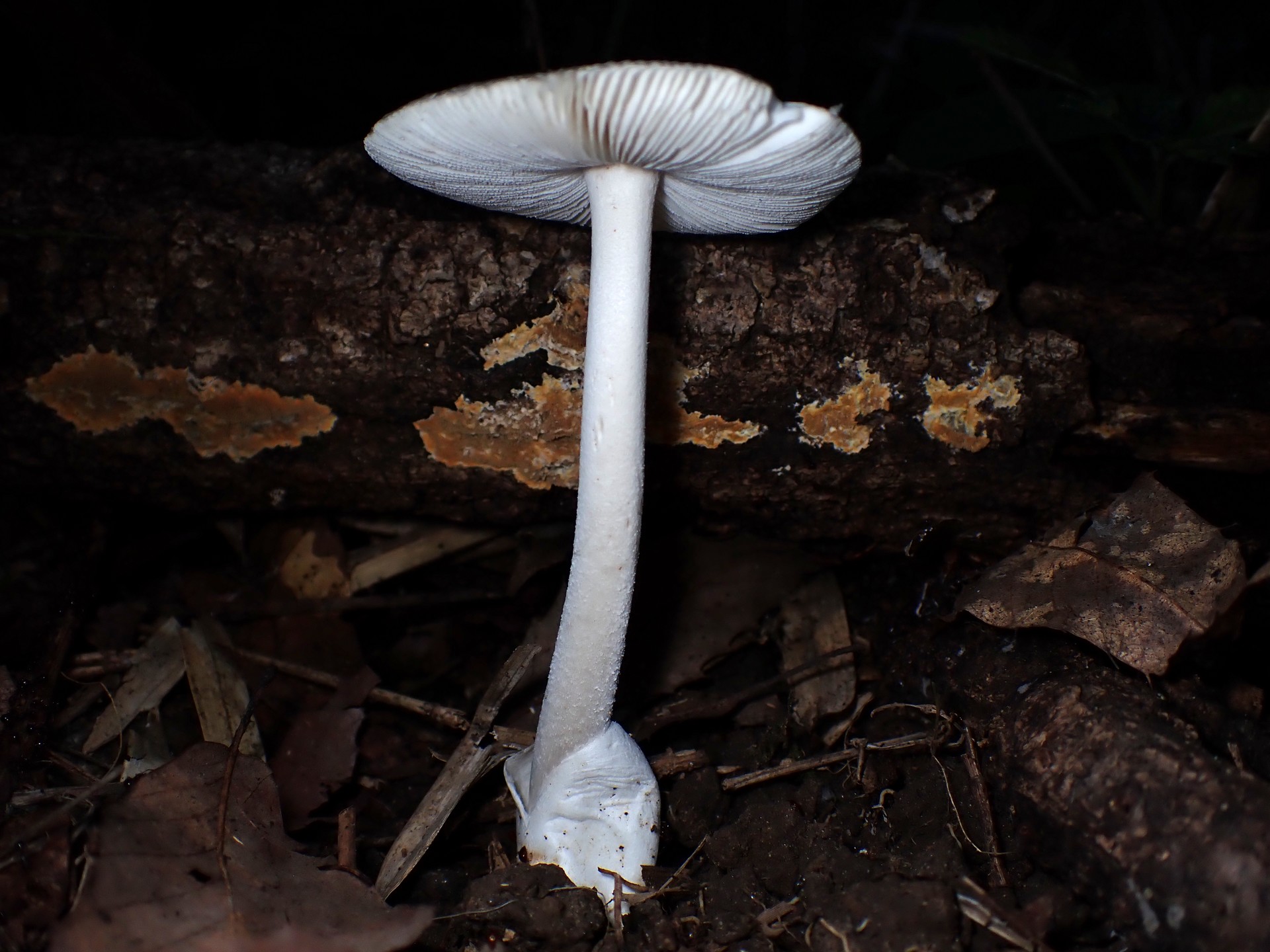 ツルタケ の高画質写真です。横浜市で、2025年7月26日に撮影したものです。