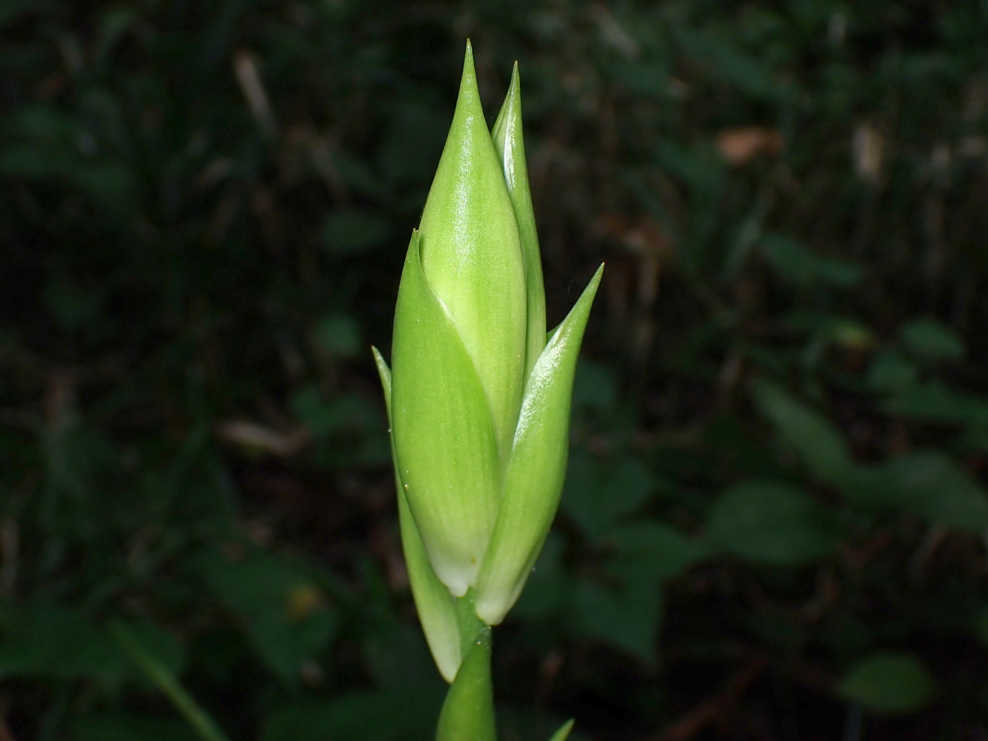 ウバユリ の高画質写真です。横浜市で、2025年7月22日に撮影したものです。
