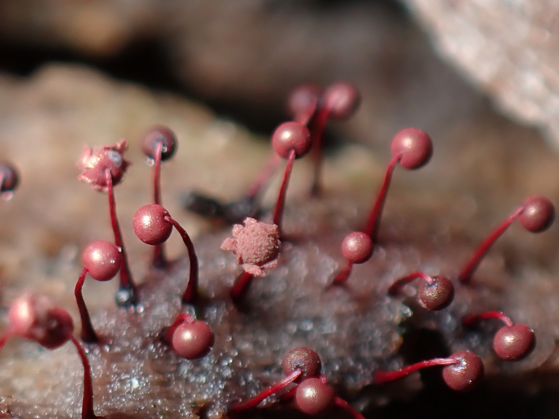 ウルワシモジホコリ の高画質写真です。横浜市で、2025年7月1日に撮影したものです。