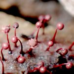 ウルワシモジホコリ の高画質写真です。横浜市で、2025年7月1日に撮影したものです。