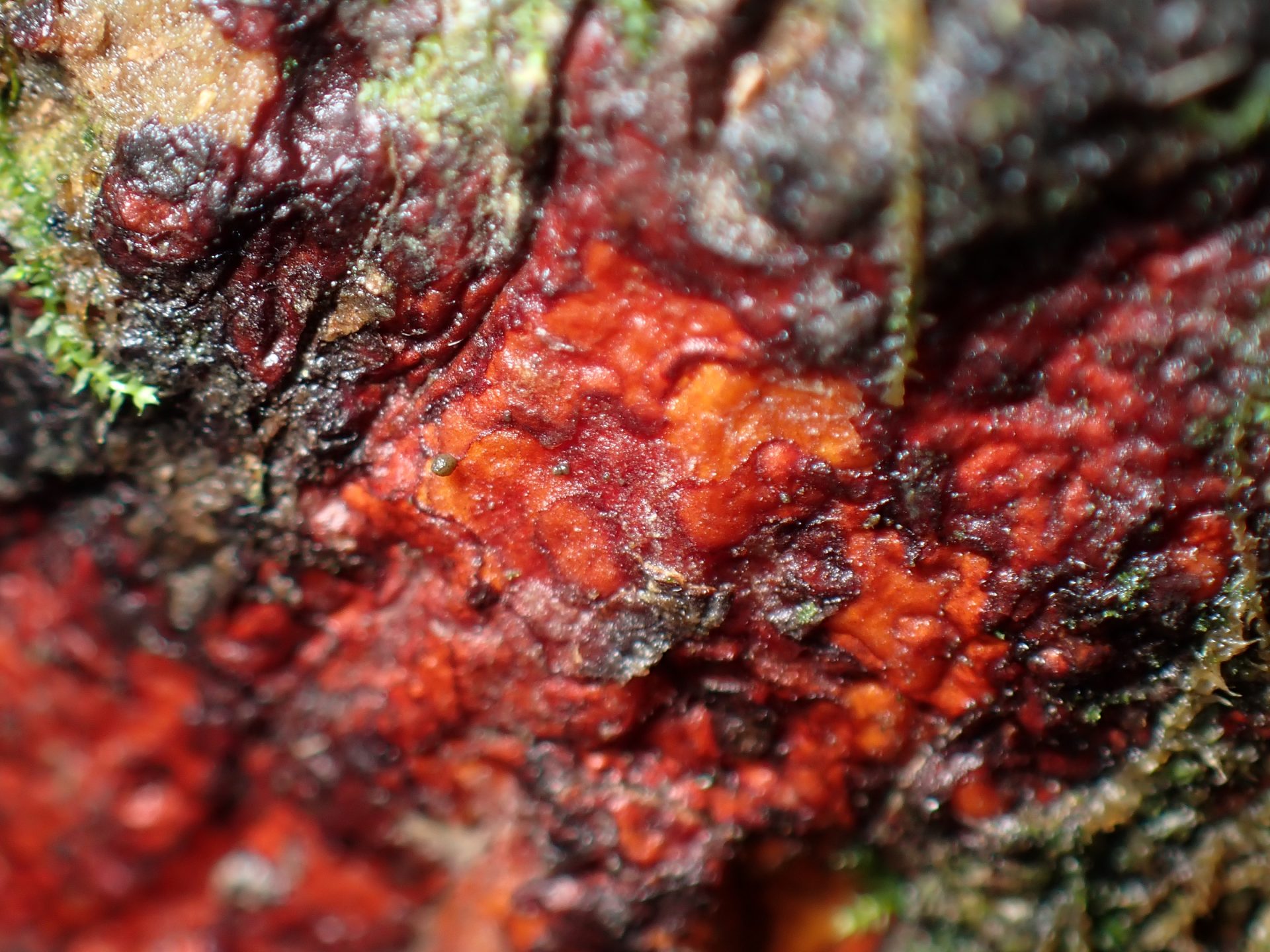 ウルワシモジホコリ の高画質写真です。横浜市で、2025年6月14日に撮影したものです。