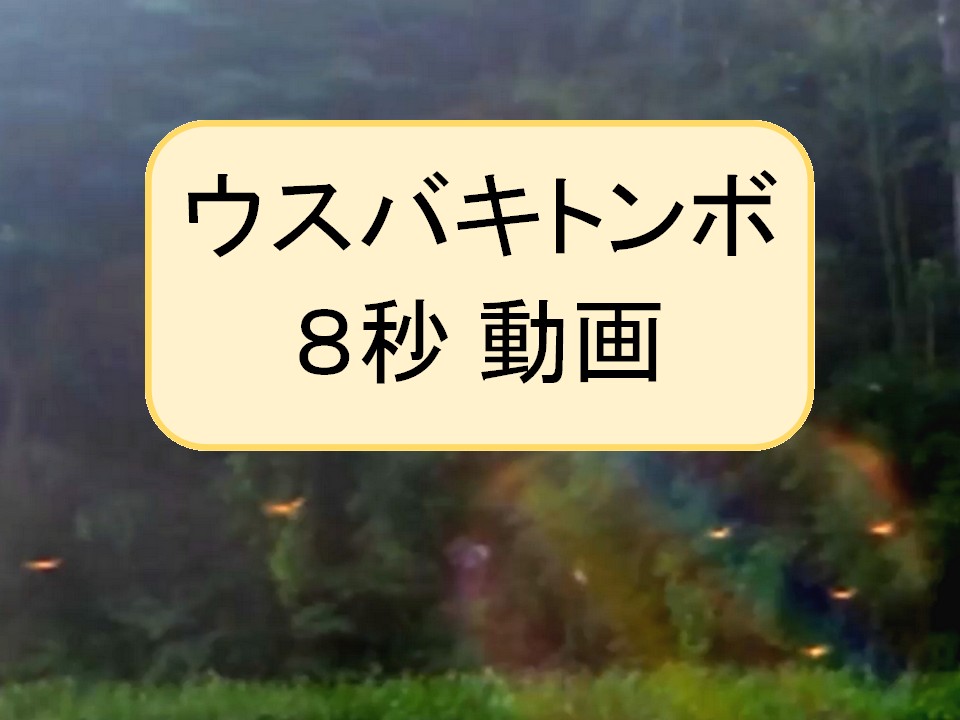 ウスバキトンボ