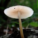 薄茶グラデーションきのこ の高画質写真です。横浜市で、2025年7月3日に撮影したものです。