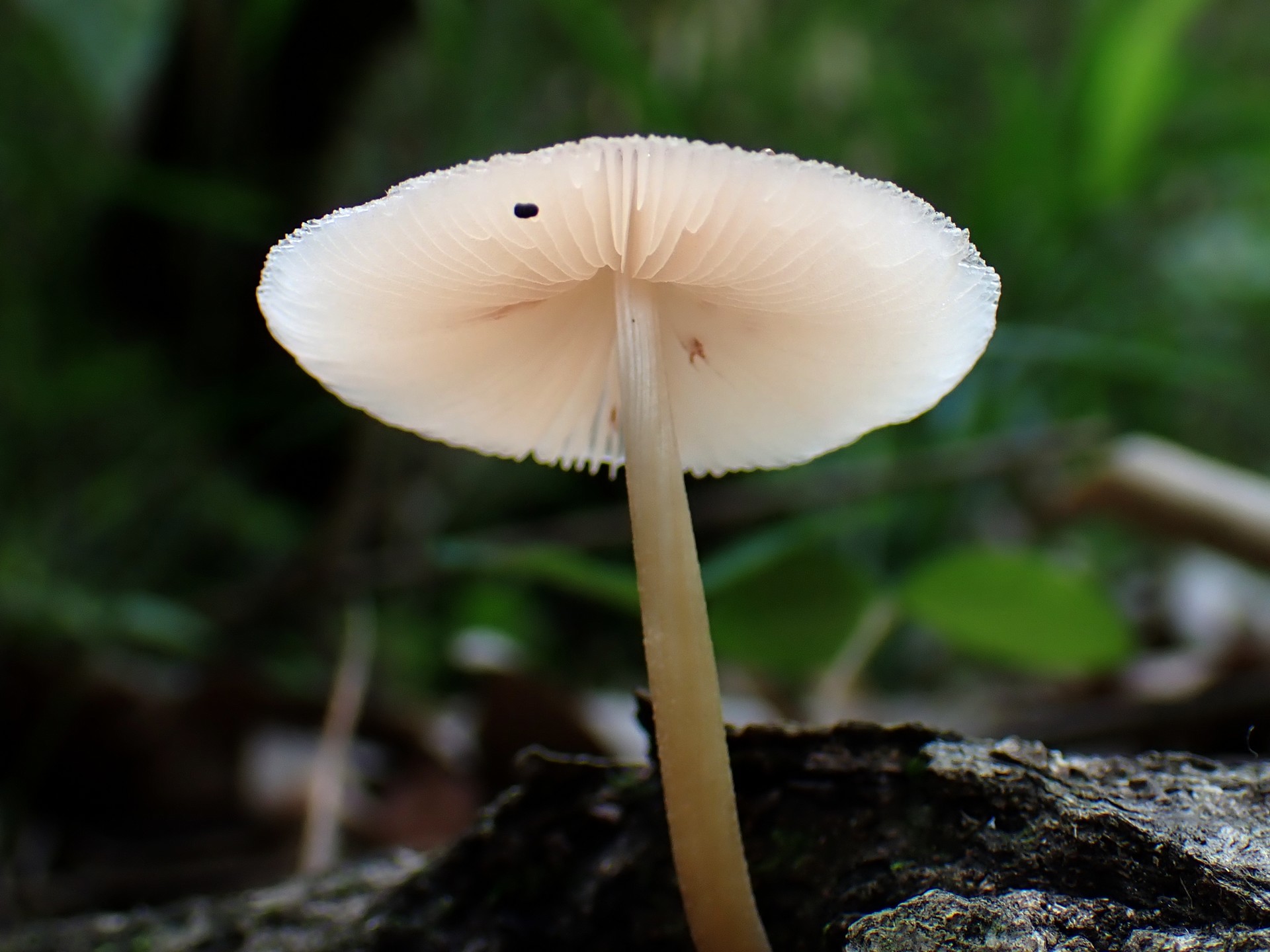 薄茶グラデーションきのこ の高画質写真です。横浜市で、2025年7月3日に撮影したものです。