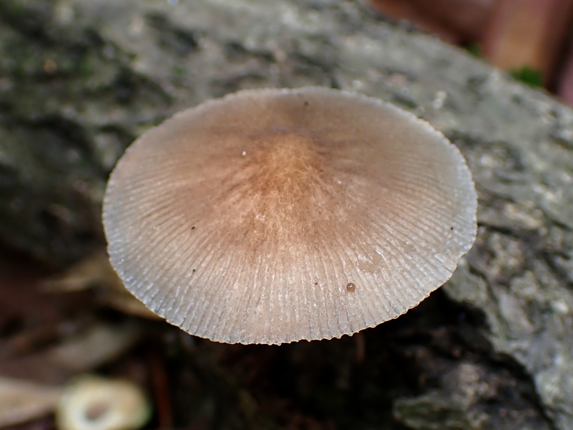 薄茶グラデーションきのこ の高画質写真です。横浜市で、2025年7月3日に撮影したものです。