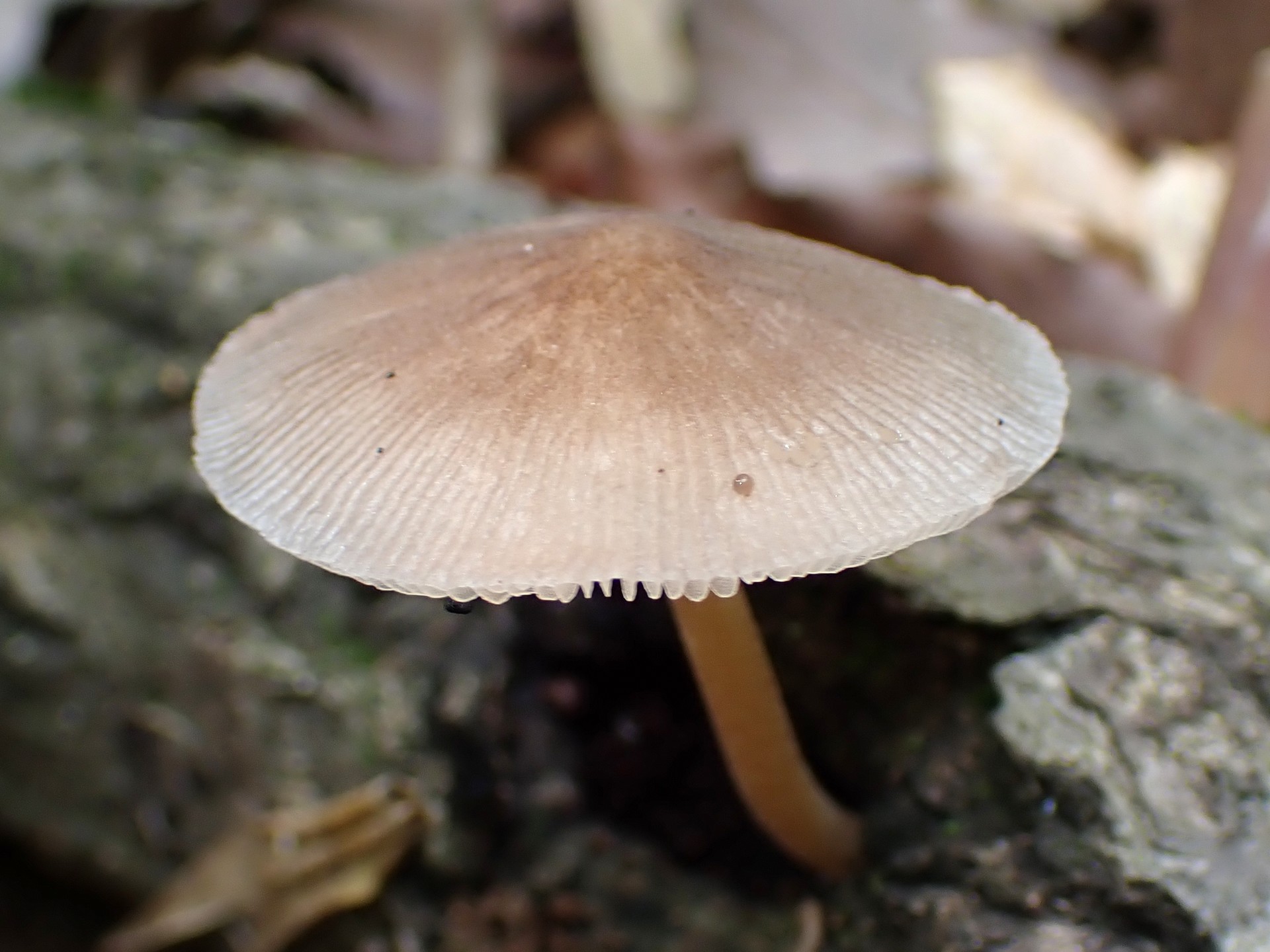 薄茶グラデーションきのこ の高画質写真です。横浜市で、2025年7月3日に撮影したものです。