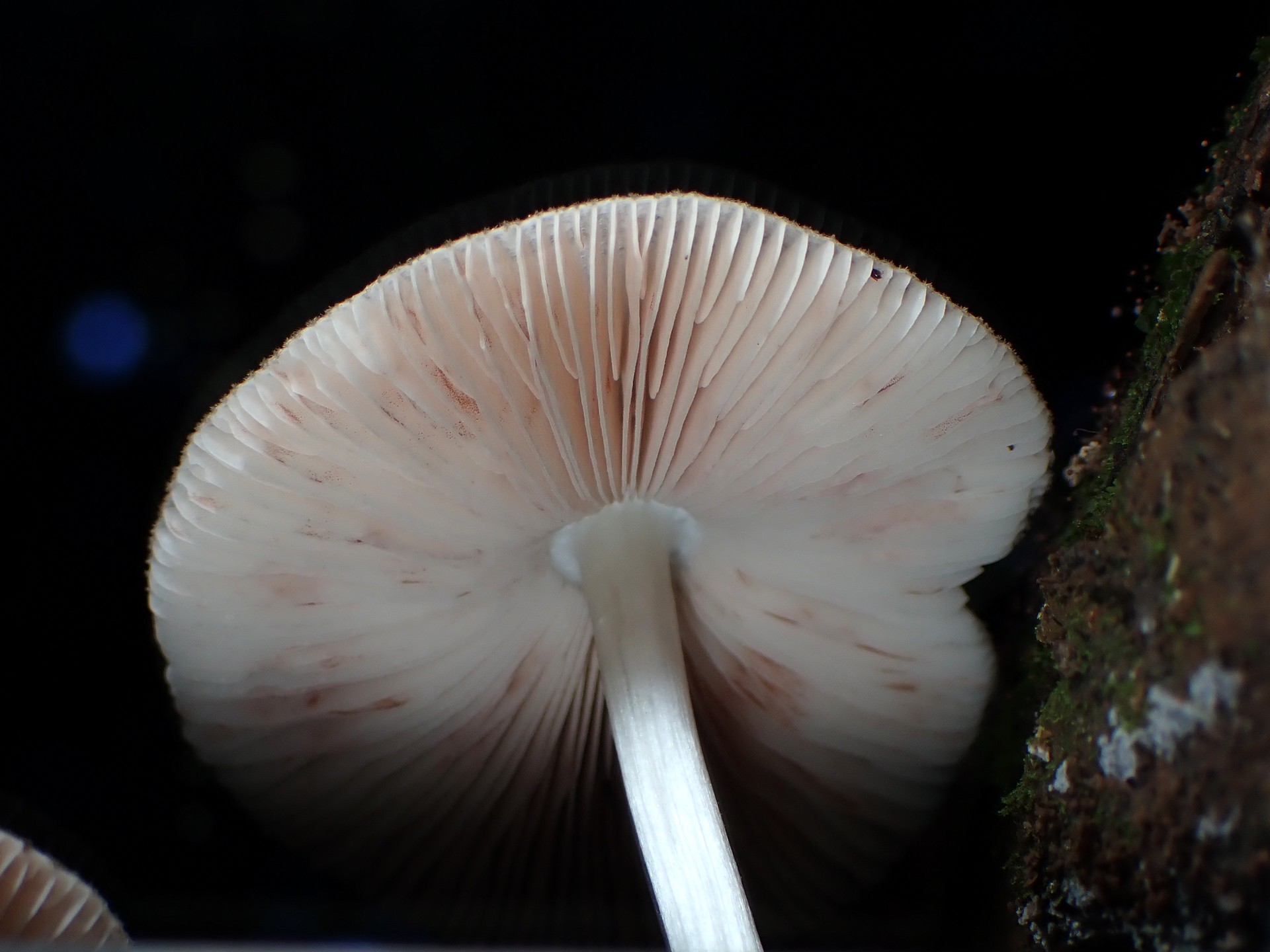 薄茶色のきのこ の高画質写真です。横浜市で、2025年7月26日に撮影したものです。