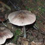 薄茶色のきのこ の高画質写真です。横浜市で、2025年7月26日に撮影したものです。