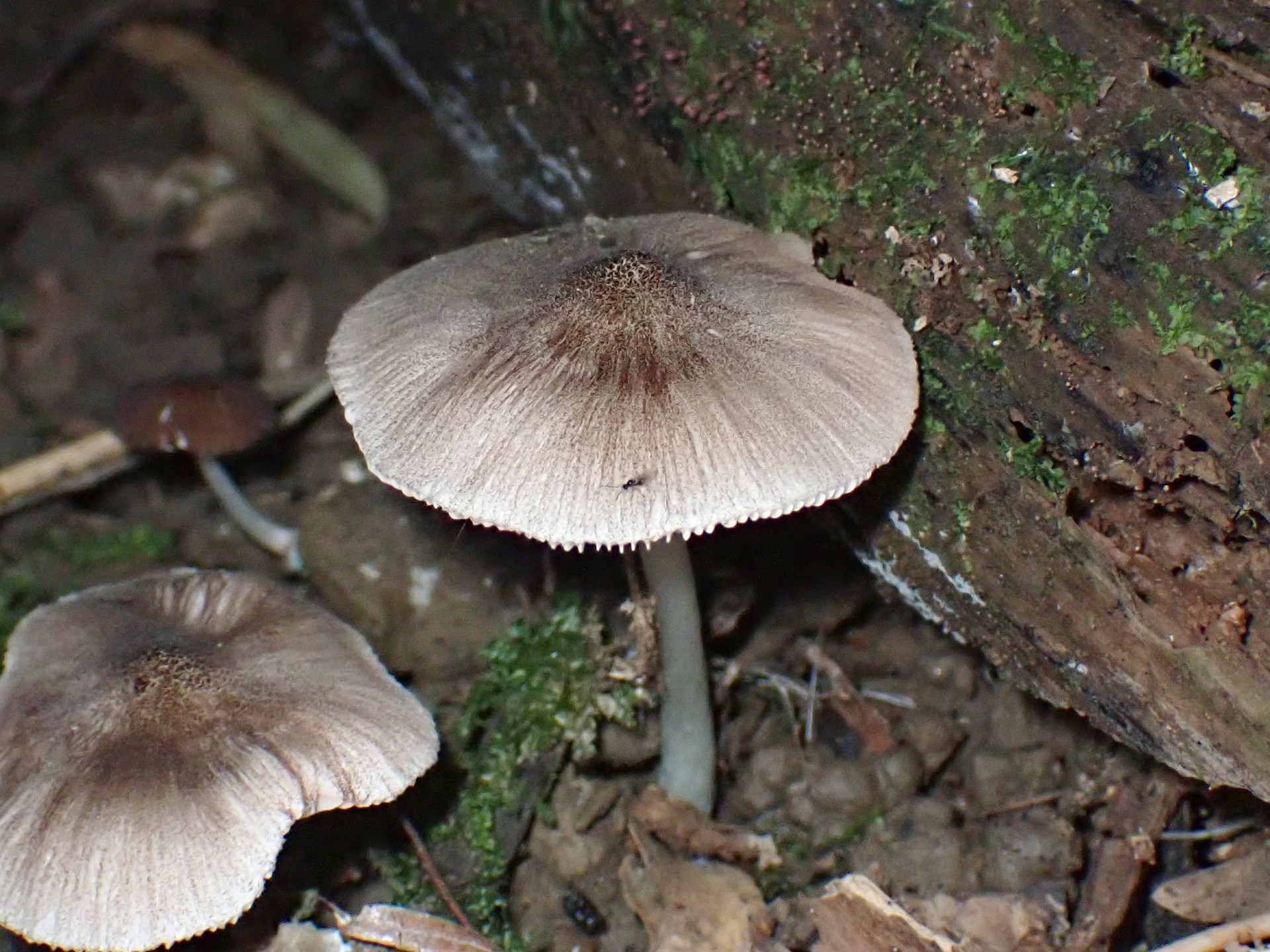 薄茶色のきのこ の高画質写真です。横浜市で、2025年7月26日に撮影したものです。