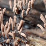 薄茶色の粘菌 の高画質写真です。横浜市で、2025年7月3日に撮影したものです。