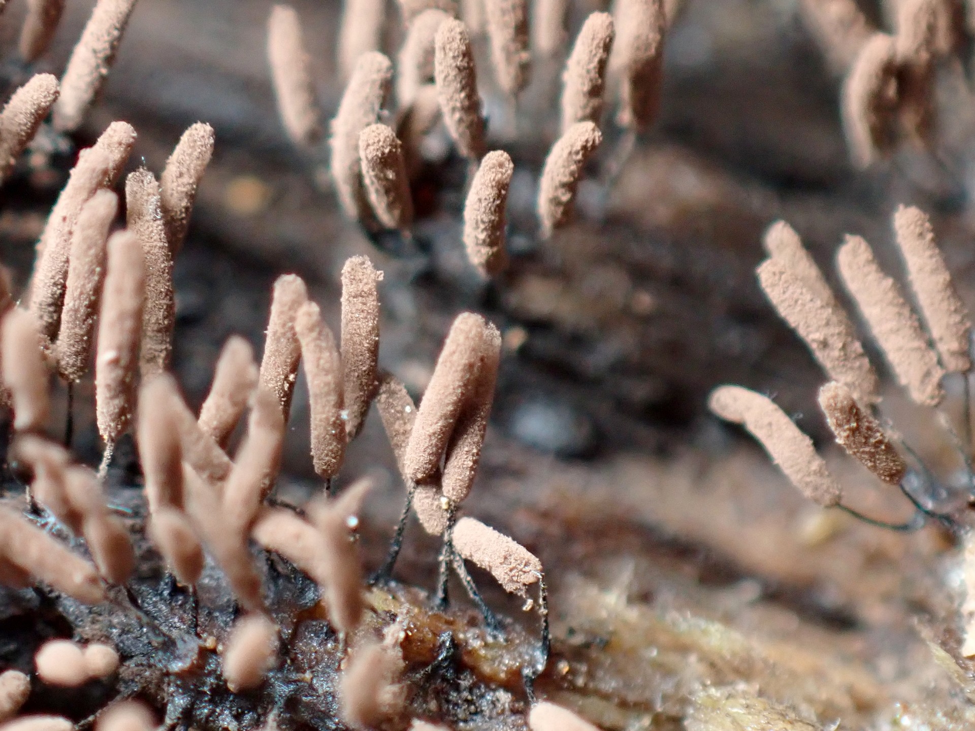 薄茶色の粘菌 の高画質写真です。横浜市で、2025年7月3日に撮影したものです。