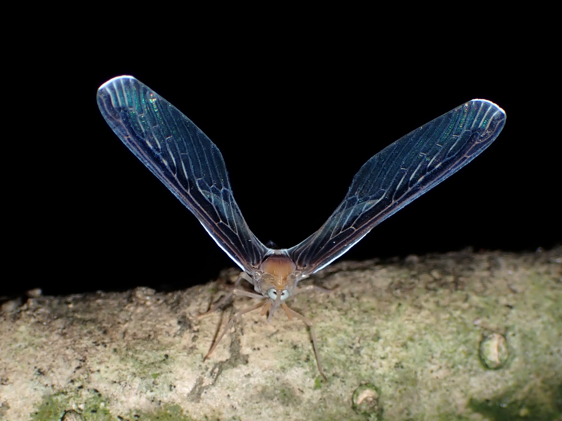 ウスマエグロハネナガウンカ の高画質写真です。横浜市で、2025年7月1日に撮影したものです。