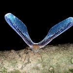 ウスマエグロハネナガウンカ の高画質写真です。横浜市で、2025年7月1日に撮影したものです。