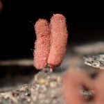 ウツボホコリ の高画質写真です。横浜市で、2025年7月3日に撮影したものです。