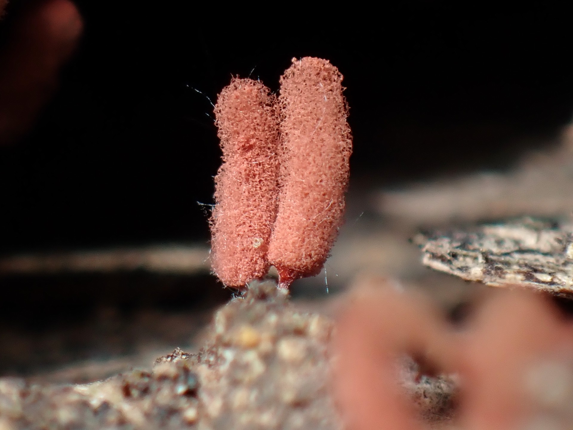 ウツボホコリ の高画質写真です。横浜市で、2025年7月3日に撮影したものです。