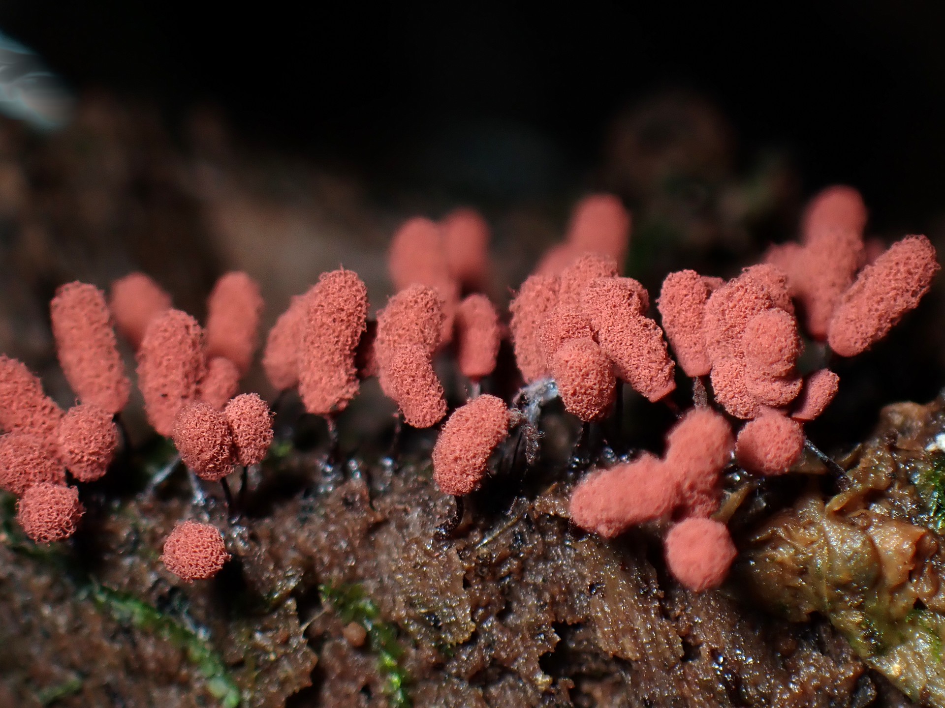 ウツボホコリ の高画質写真です。横浜市で、2025年7月4日に撮影したものです。