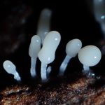 ウツボホコリ の高画質写真です。横浜市で、2025年7月12日に撮影したものです。