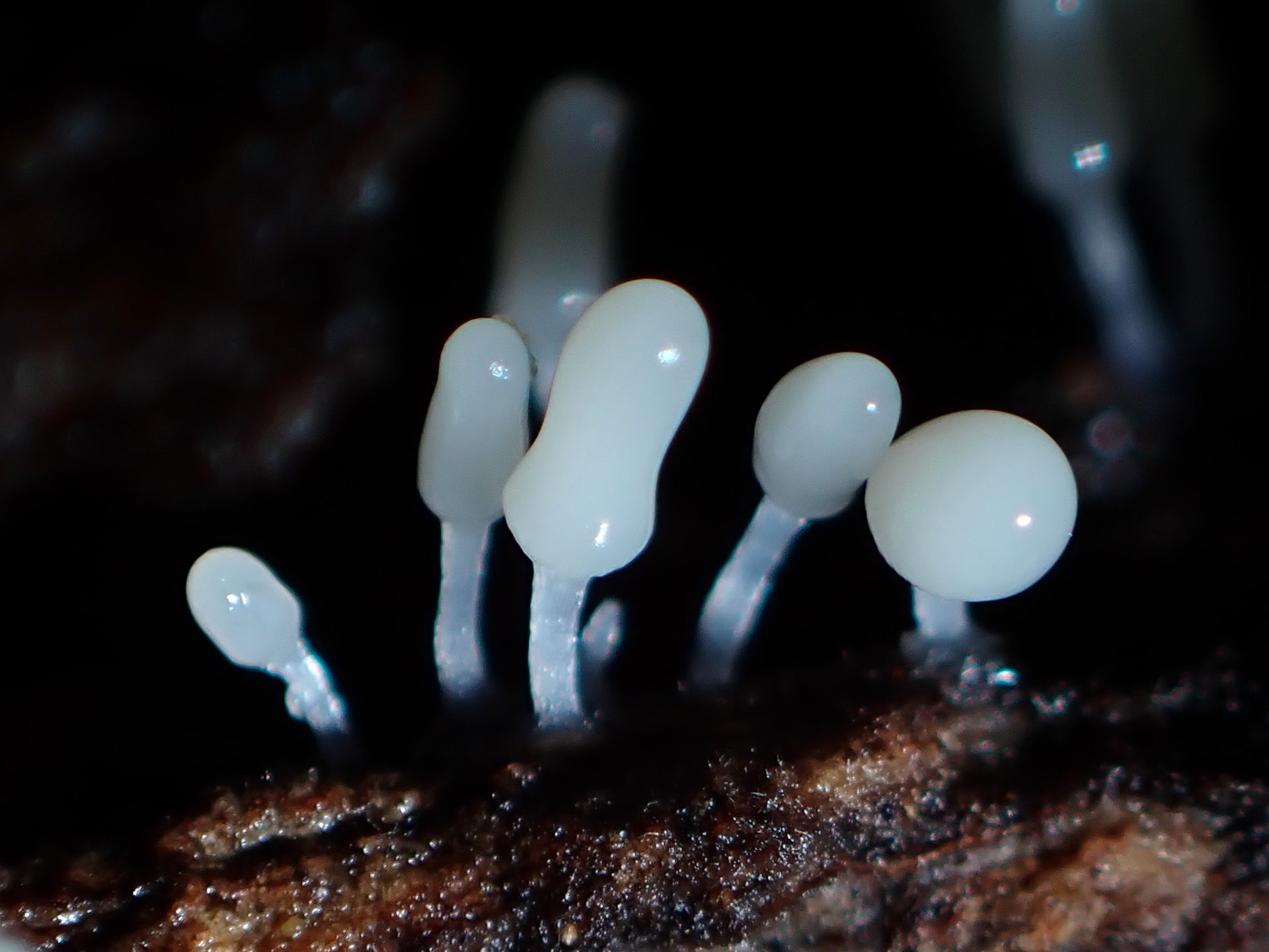 ウツボホコリ の高画質写真です。横浜市で、2025年7月12日に撮影したものです。