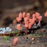 ウツボホコリ の高画質写真です。横浜市で、2025年7月26日に撮影したものです。