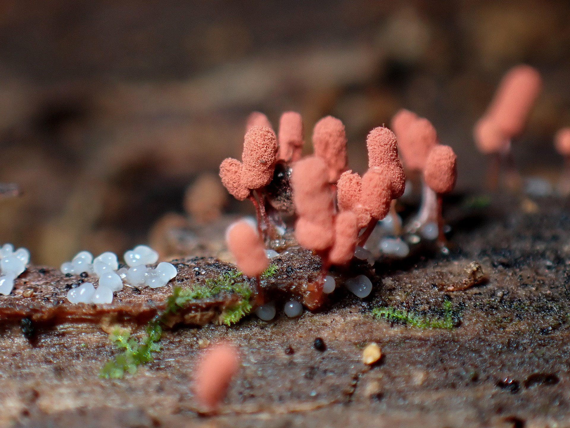 ウツボホコリ の高画質写真です。横浜市で、2025年7月26日に撮影したものです。