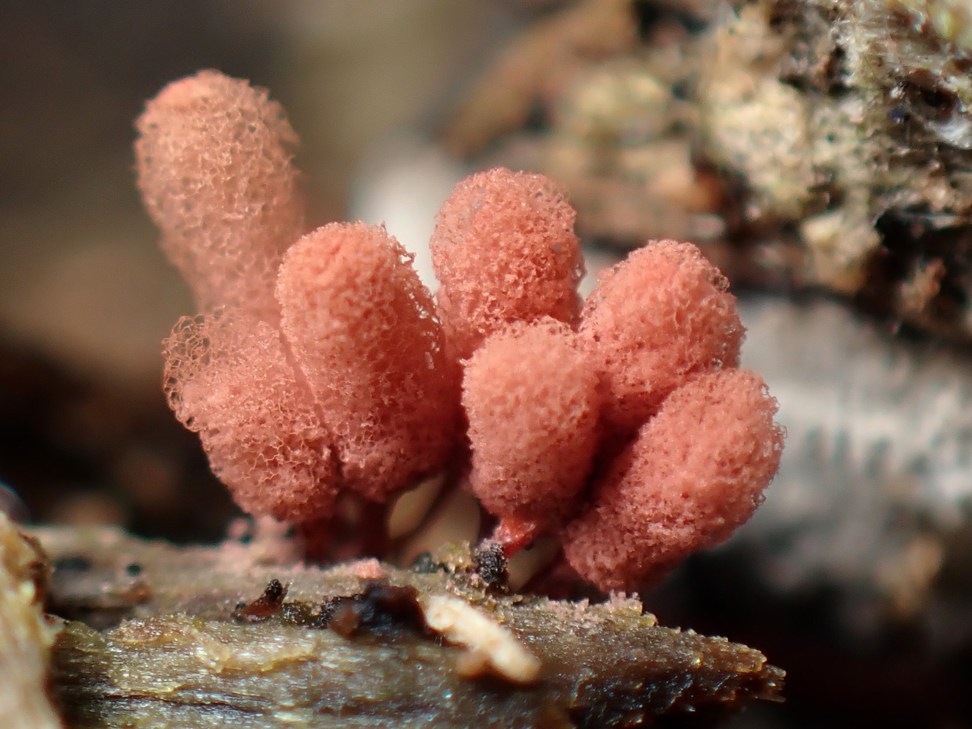 ウツボホコリ の高画質写真です。横浜市で、2025年7月3日に撮影したものです。