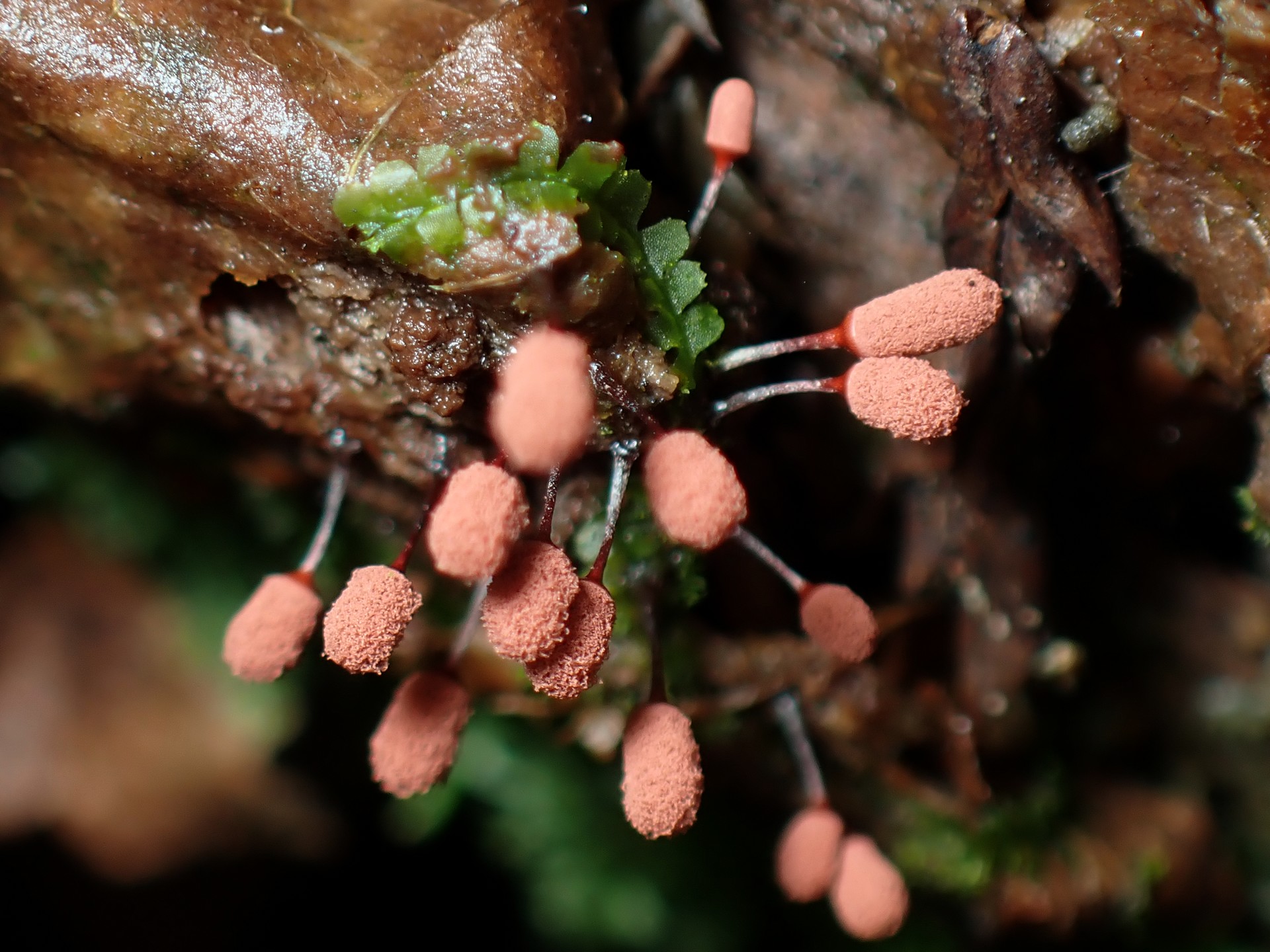 ウツボホコリ の高画質写真です。横浜市で、2025年7月4日に撮影したものです。