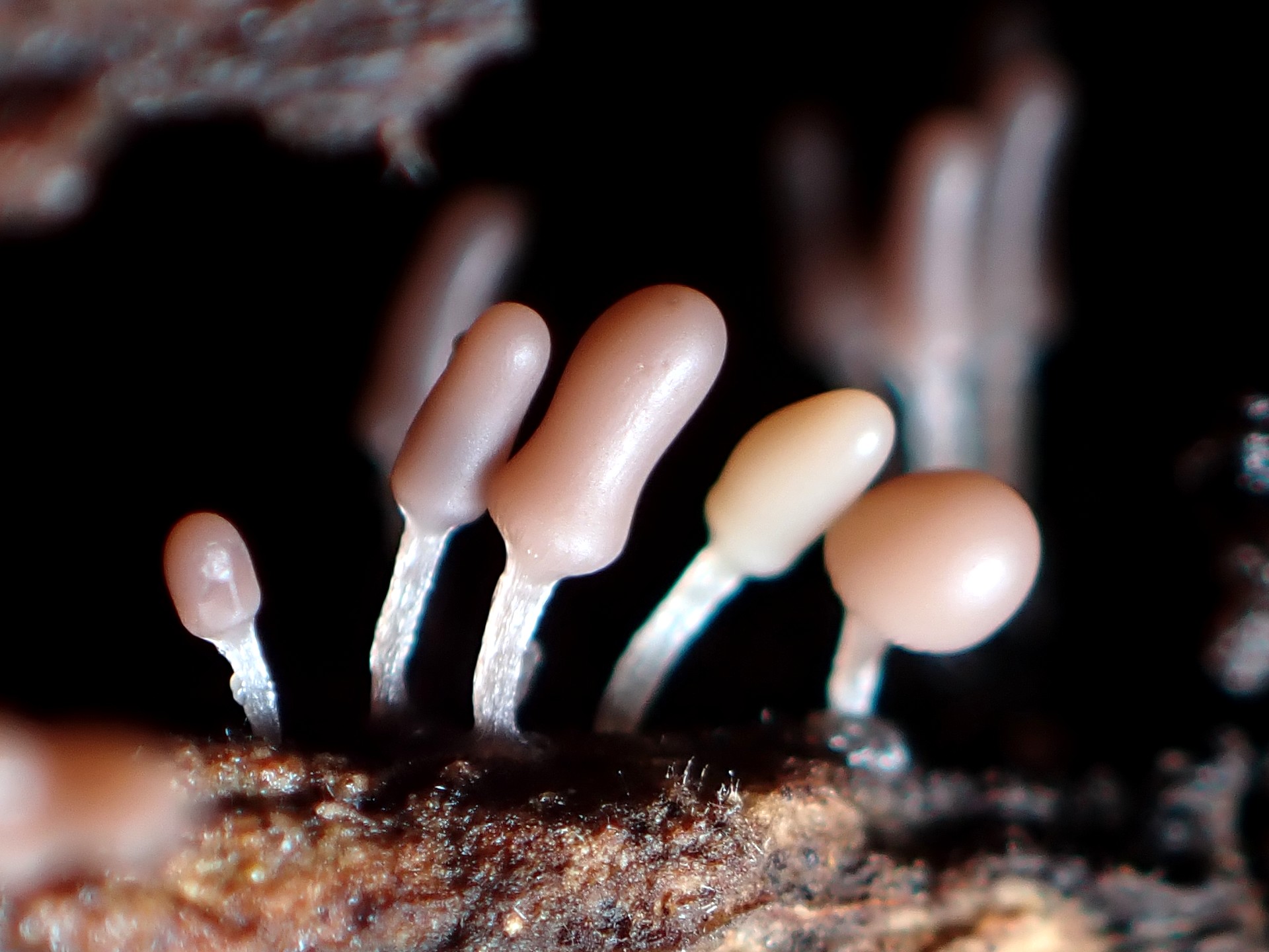 ウツボホコリ の高画質写真です。横浜市で、2025年7月12日に撮影したものです。