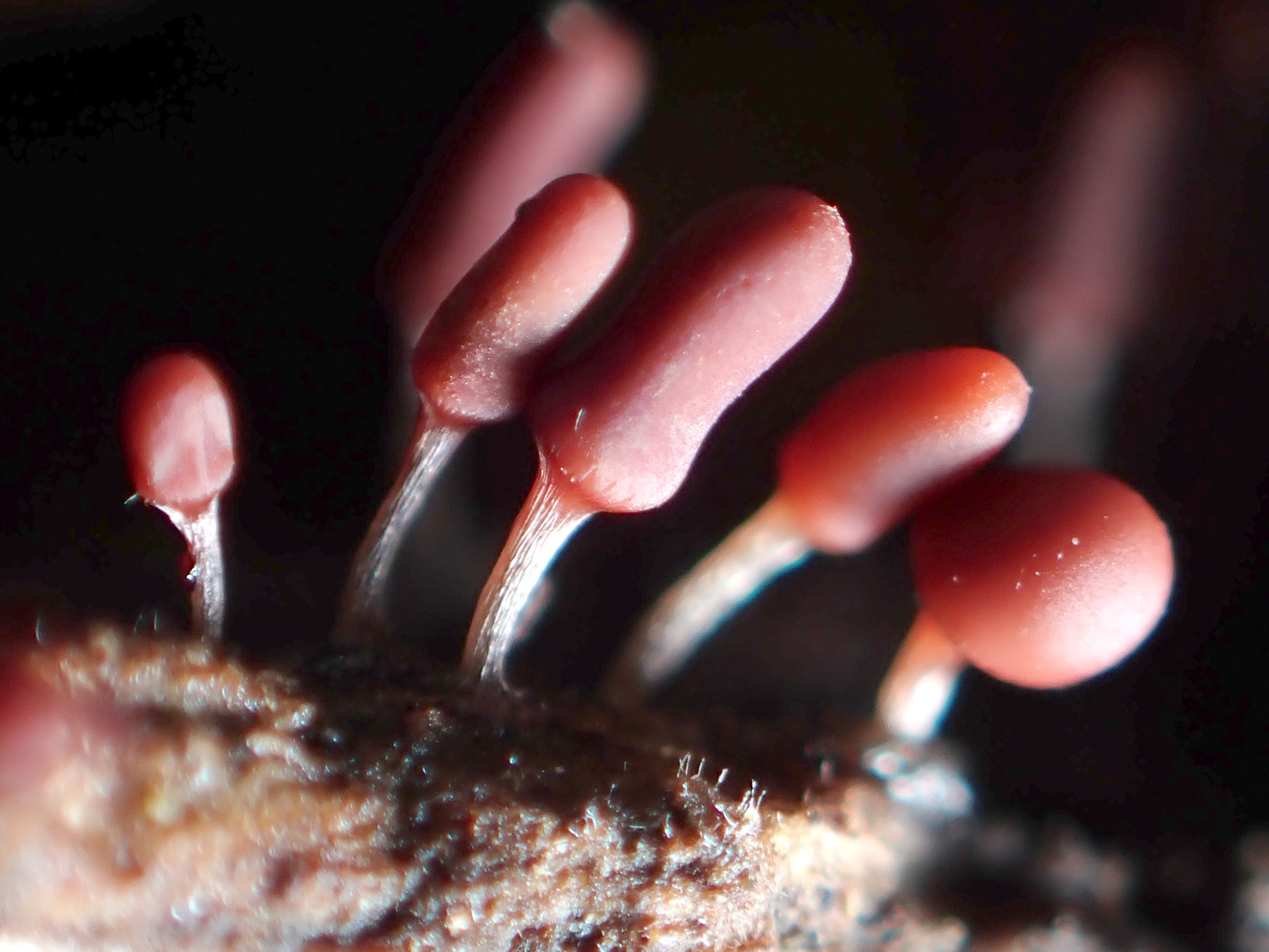 ウツボホコリ の高画質写真です。横浜市で、2025年7月13日に撮影したものです。