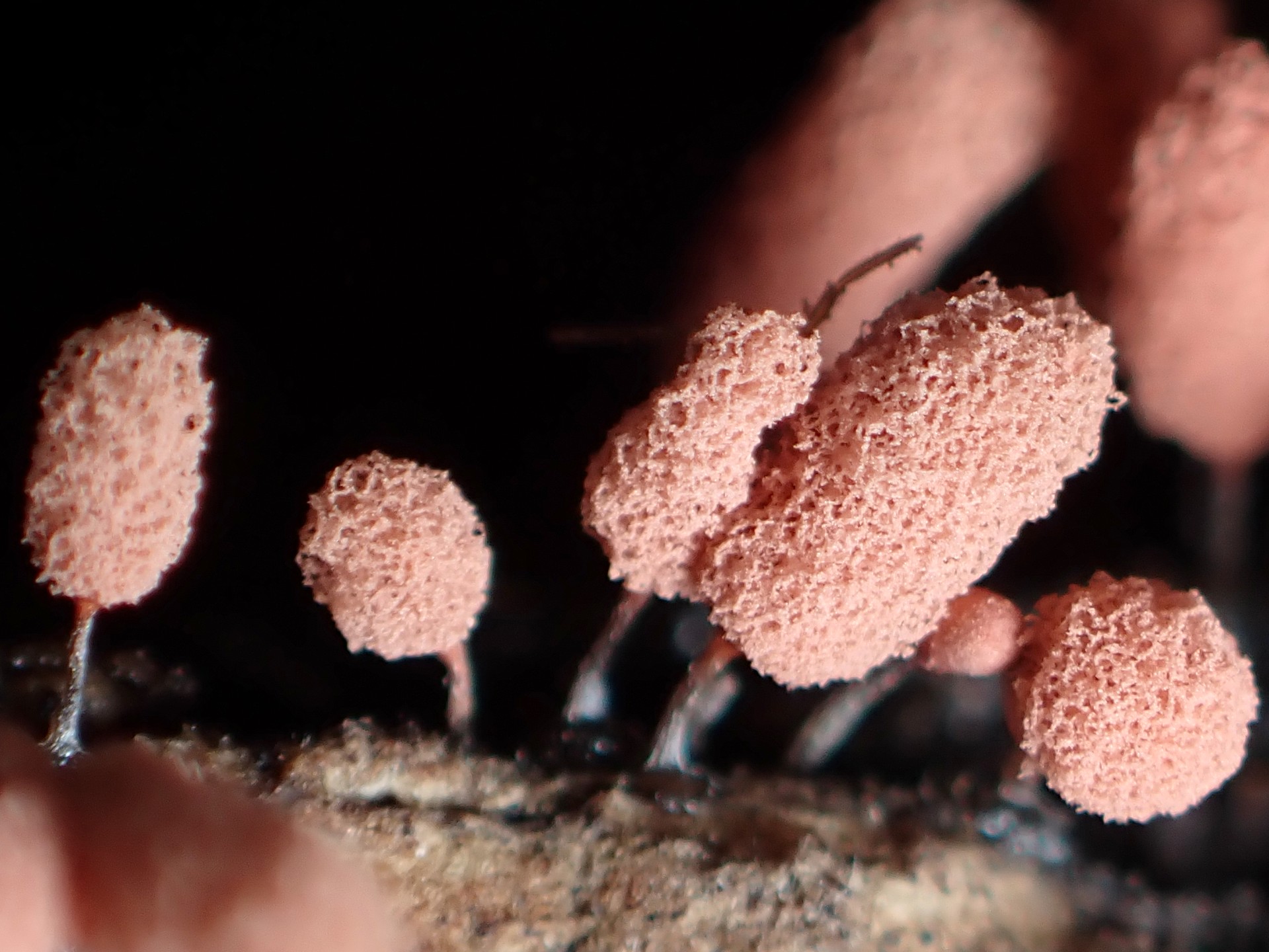 ウツボホコリ の高画質写真です。横浜市で、2025年7月13日に撮影したものです。