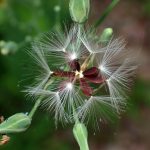 ヤマニガナ の高画質写真です。横浜市で、2025年7月3日に撮影したものです。