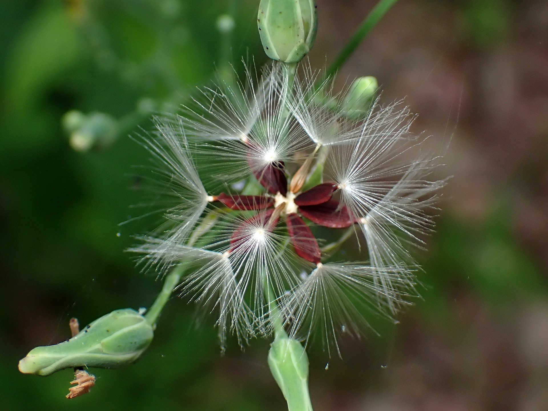 ヤマニガナ の高画質写真です。横浜市で、2025年7月3日に撮影したものです。