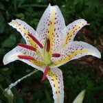 ヤマユリ の高画質写真です。横浜市で、2025年7月3日に撮影したものです。