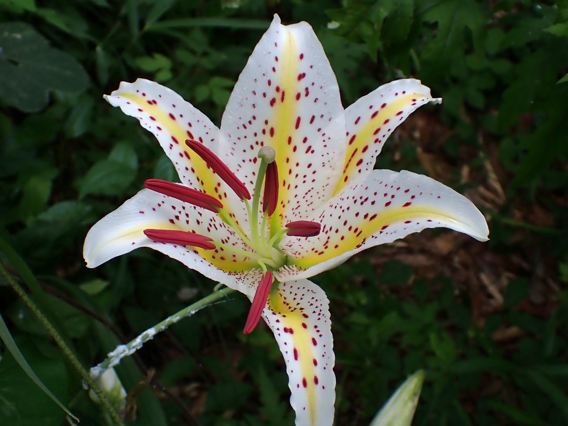 ヤマユリ の高画質写真です。横浜市で、2025年7月3日に撮影したものです。