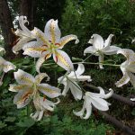 ヤマユリ の高画質写真です。横浜市で、2025年7月7日に撮影したものです。