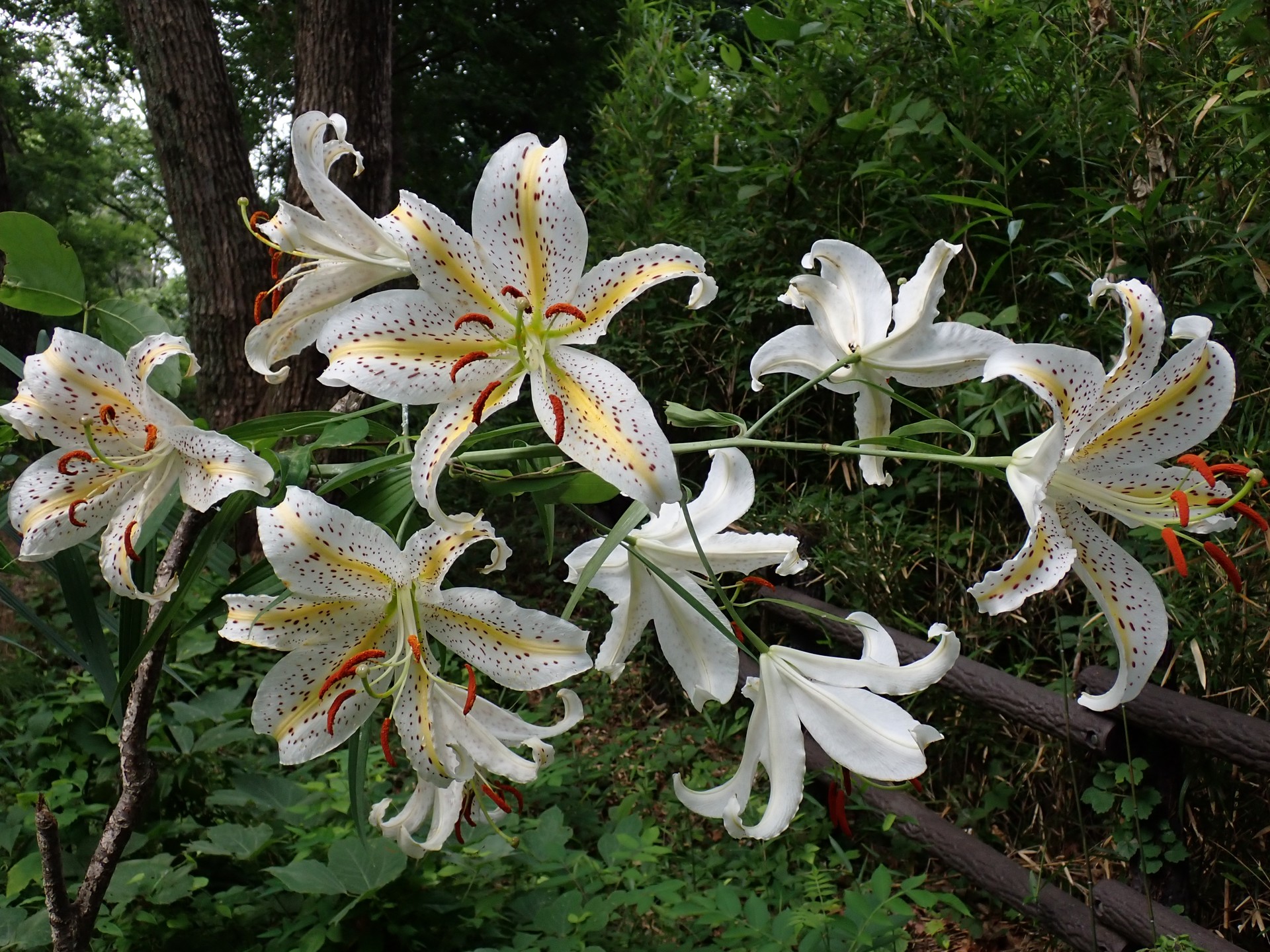 ヤマユリ の高画質写真です。横浜市で、2025年7月7日に撮影したものです。