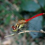 アカトンボの仲間 の高画質写真です。横浜市で、2025年8月04日に撮影したものです。