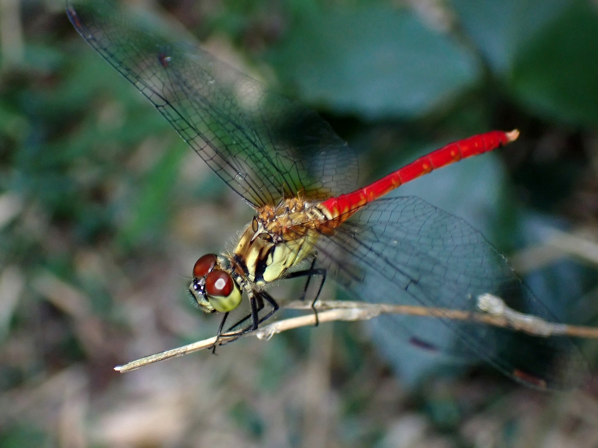 アカトンボの仲間 の高画質写真です。横浜市で、2025年8月04日に撮影したものです。