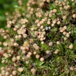 アミホコリの仲間 の高画質写真です。横浜市で、2025年7月29日に撮影したものです。