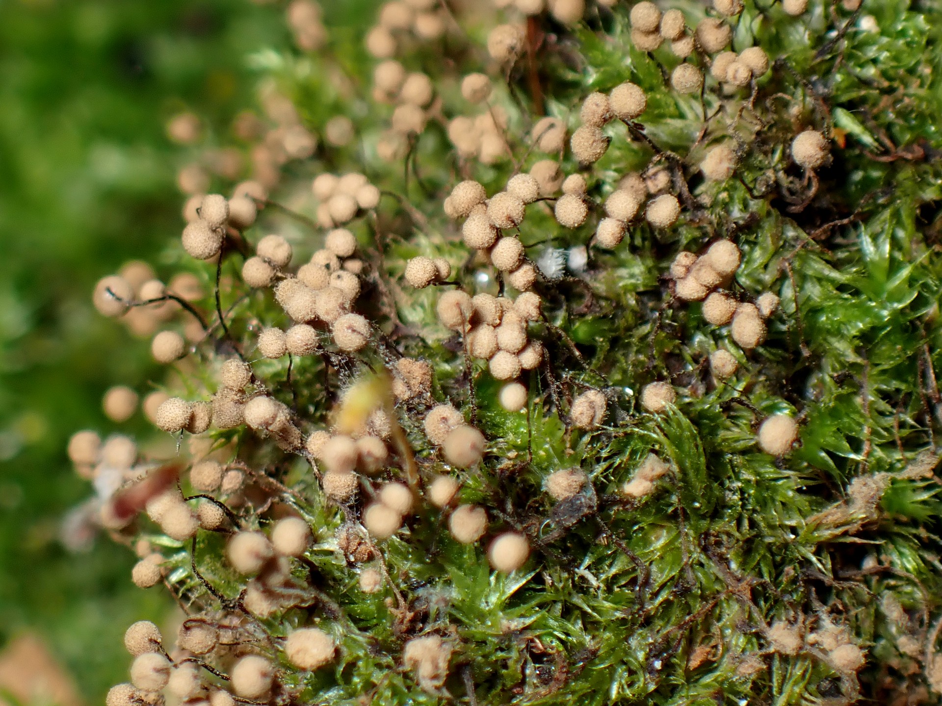 アミホコリの仲間 の高画質写真です。横浜市で、2025年7月29日に撮影したものです。