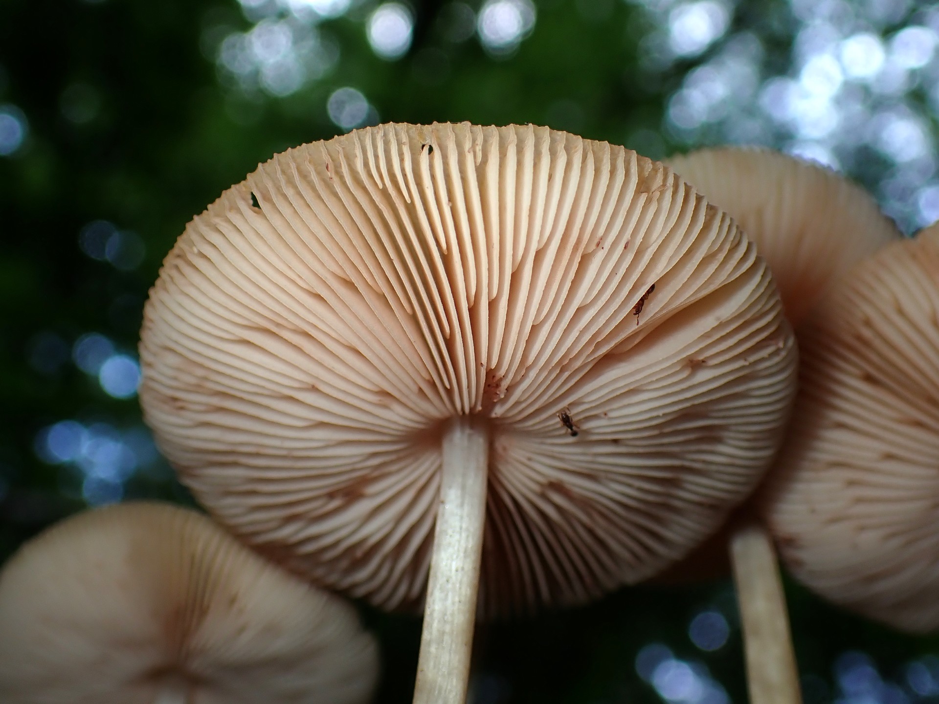 ベニヒダタケ の高画質写真です。横浜市で、2025年8月15日に撮影したものです。