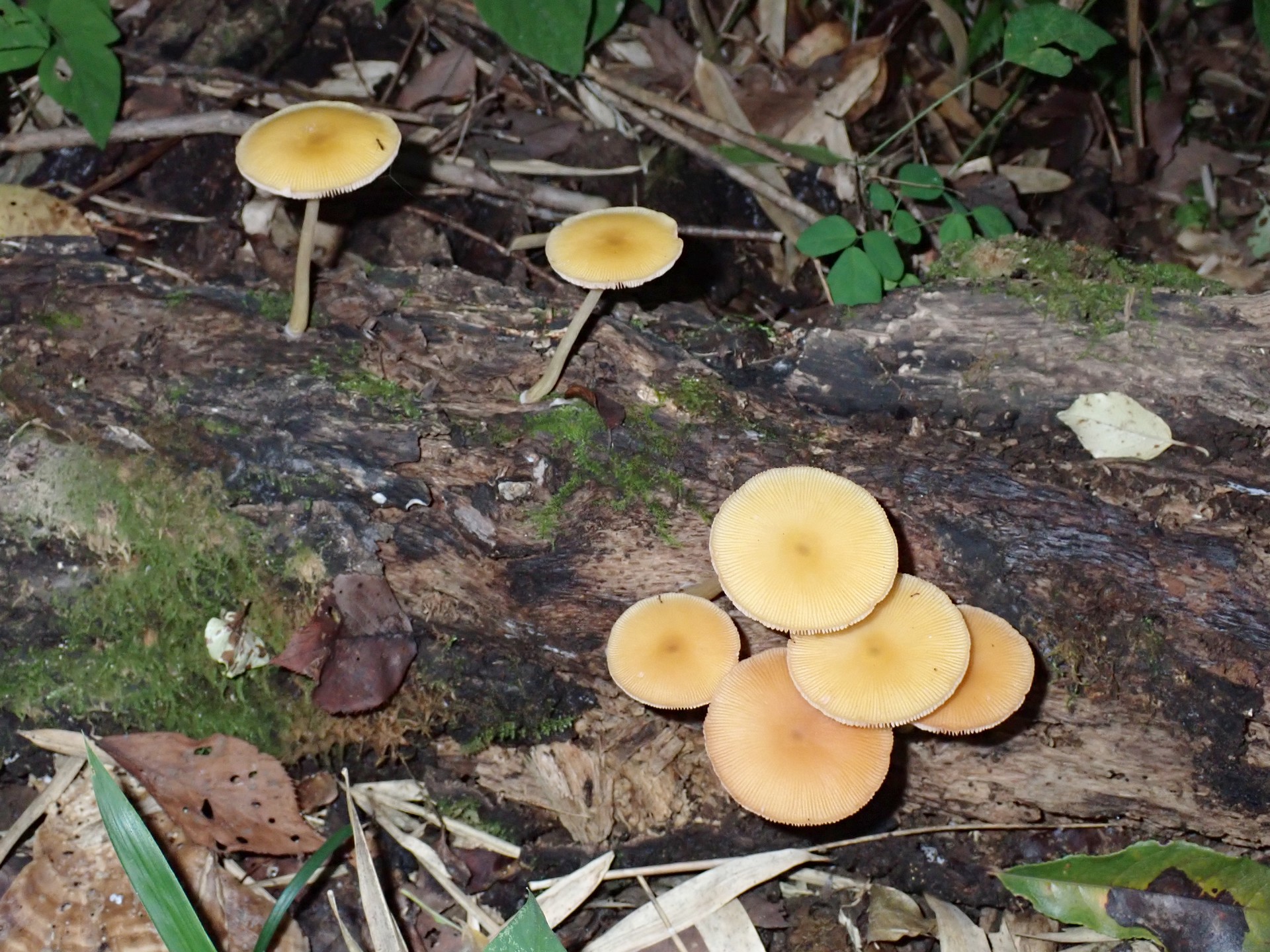 ベニヒダタケ の高画質写真です。横浜市で、2025年8月15日に撮影したものです。