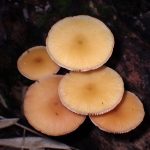 ベニヒダタケ の高画質写真です。横浜市で、2025年8月15日に撮影したものです。