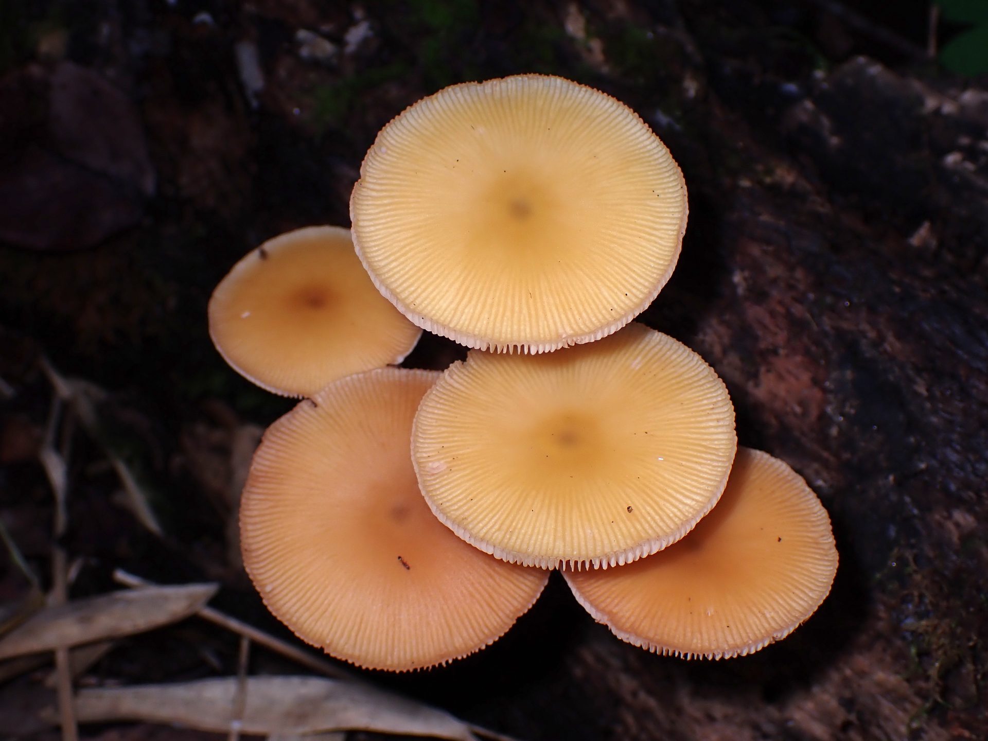 ベニヒダタケ の高画質写真です。横浜市で、2025年8月15日に撮影したものです。