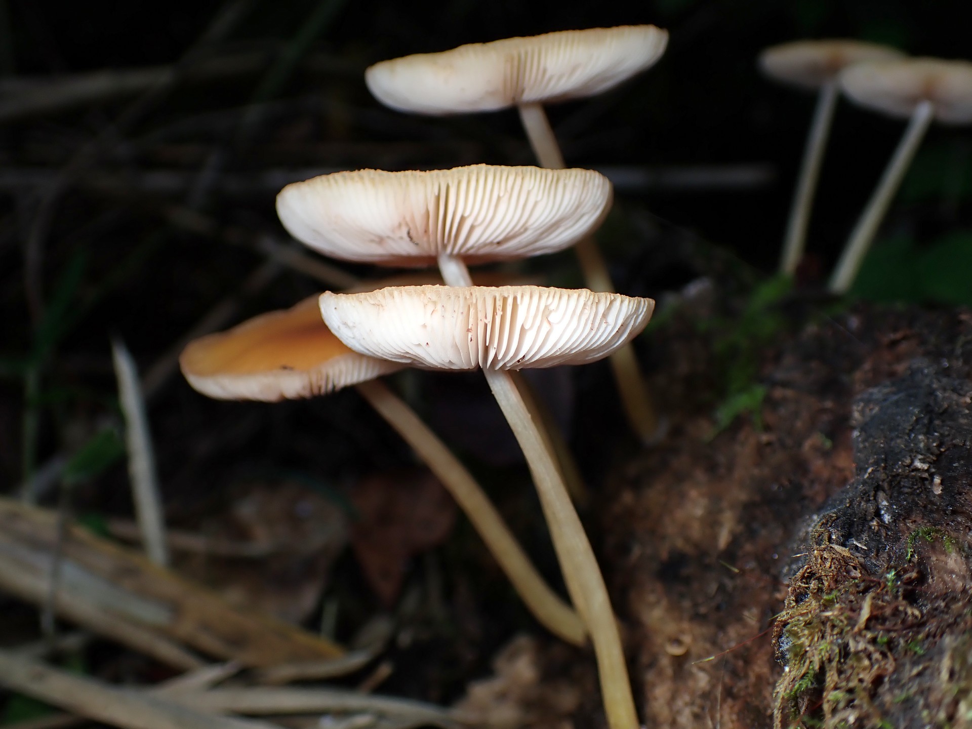 ベニヒダタケ の高画質写真です。横浜市で、2025年8月15日に撮影したものです。