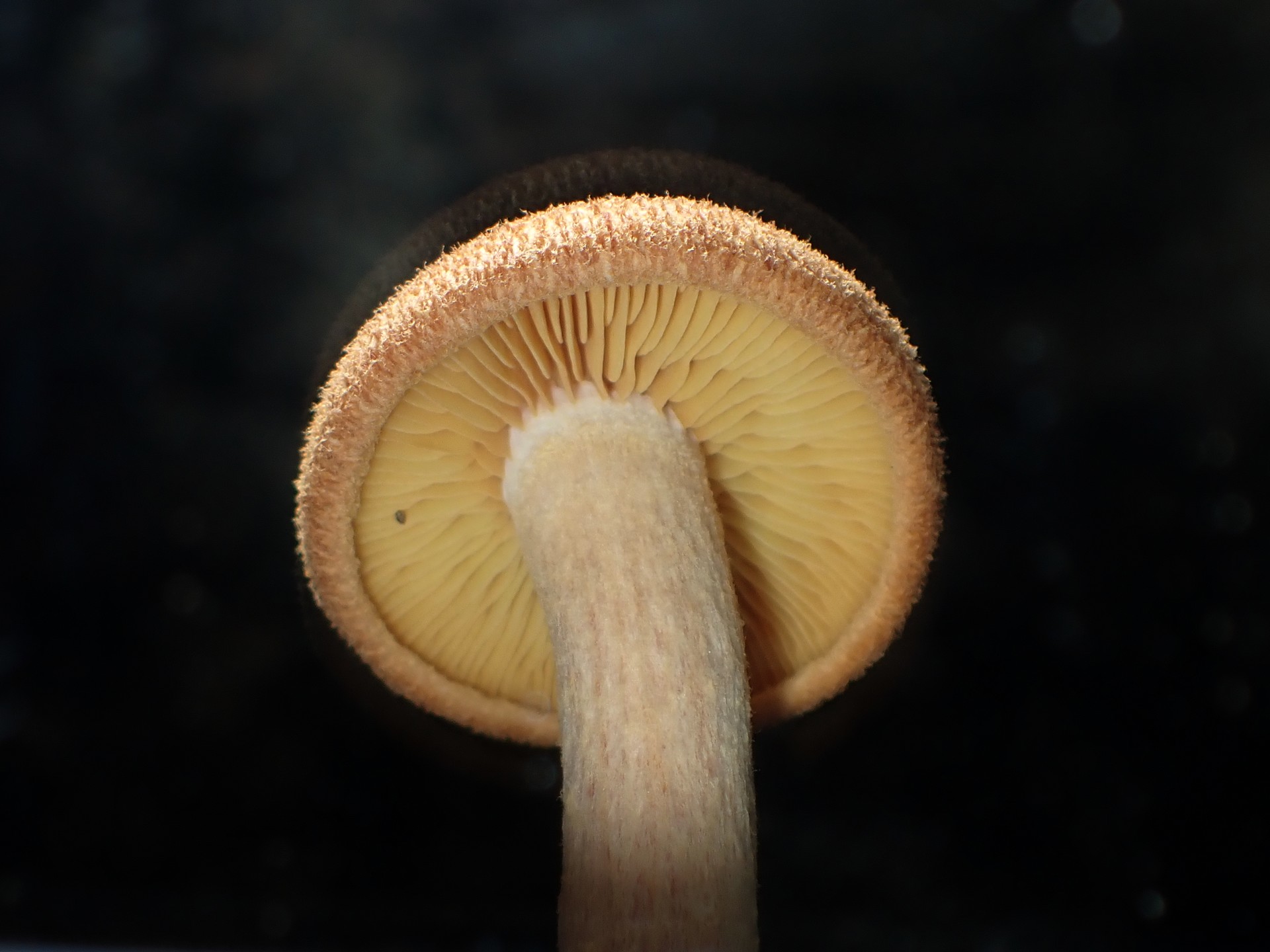 ダイダイ色小きのこ の高画質写真です。横浜市で、2025年8月19日に撮影したものです。