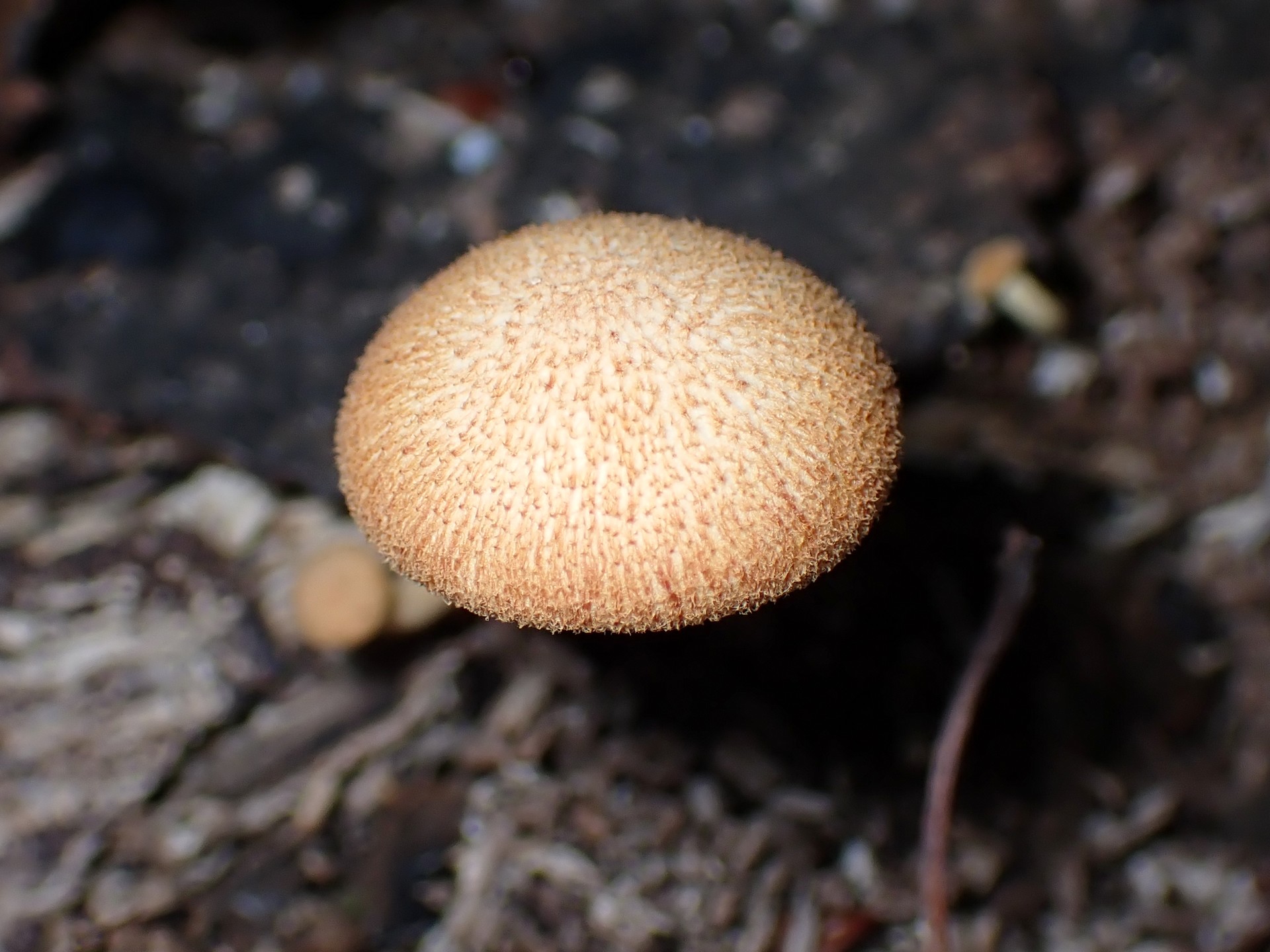 ダイダイ色小きのこ の高画質写真です。横浜市で、2025年8月19日に撮影したものです。