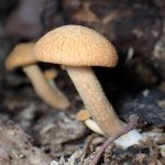 ダイダイ色小きのこ の高画質写真です。横浜市で、2025年8月19日に撮影したものです。