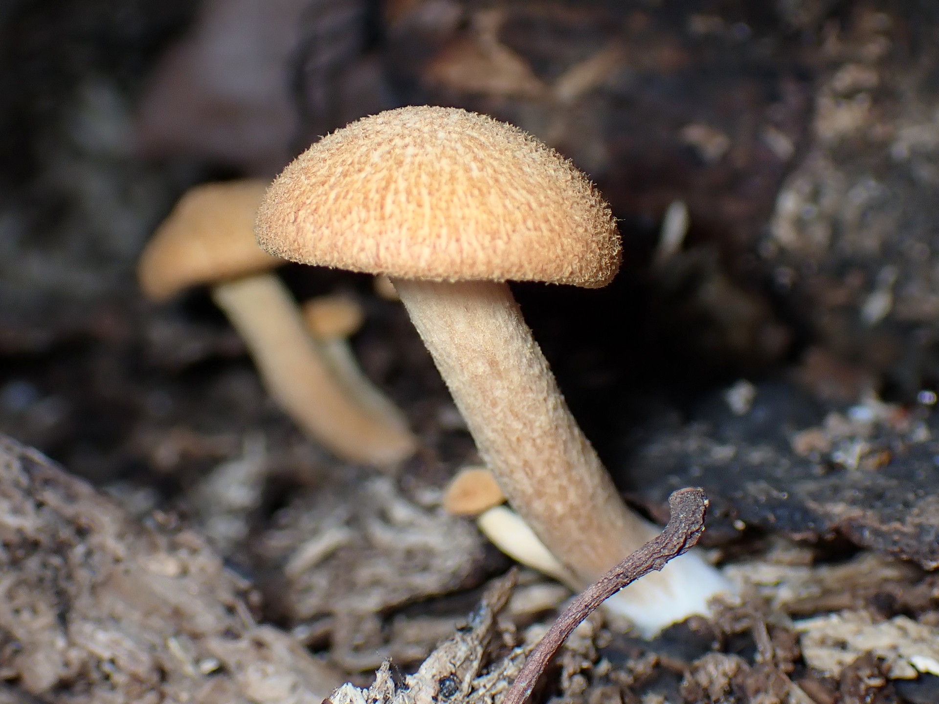 ダイダイ色小きのこ の高画質写真です。横浜市で、2025年8月19日に撮影したものです。