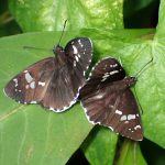 ダイミョウセセリ の高画質写真です。横浜市で、2025年8月12日に撮影したものです。